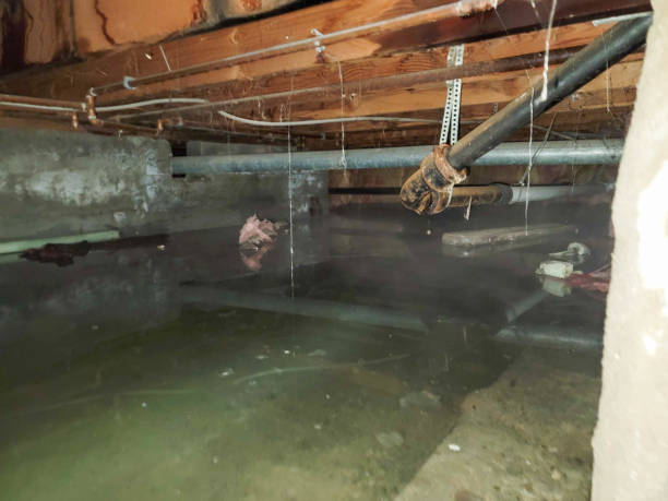 Best Professional water damage repair  in Holly Hills, CO